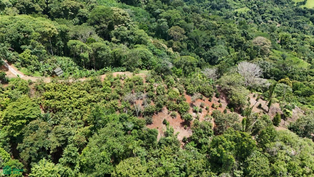 Finca Vida Orgánica , Barú, Perez Zeledon, San Jose