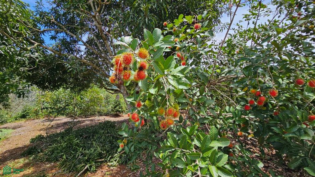 Finca Vida Orgánica , Barú, Perez Zeledon, San Jose
