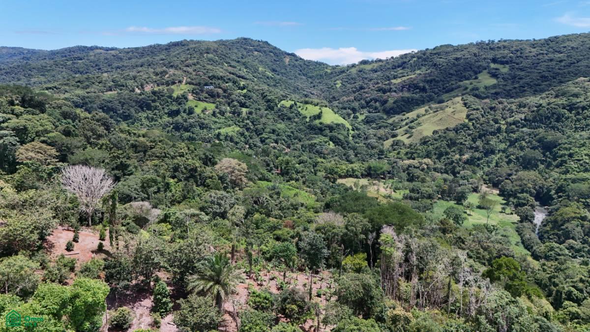 Finca Vida Orgánica , Barú, Perez Zeledon, San Jose