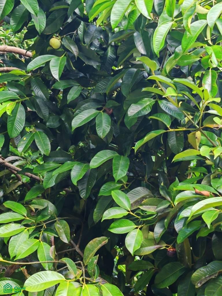 Finca Vida Orgánica , Barú, Perez Zeledon, San Jose