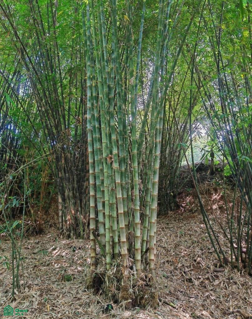 Finca Vida Orgánica , Barú, Perez Zeledon, San Jose