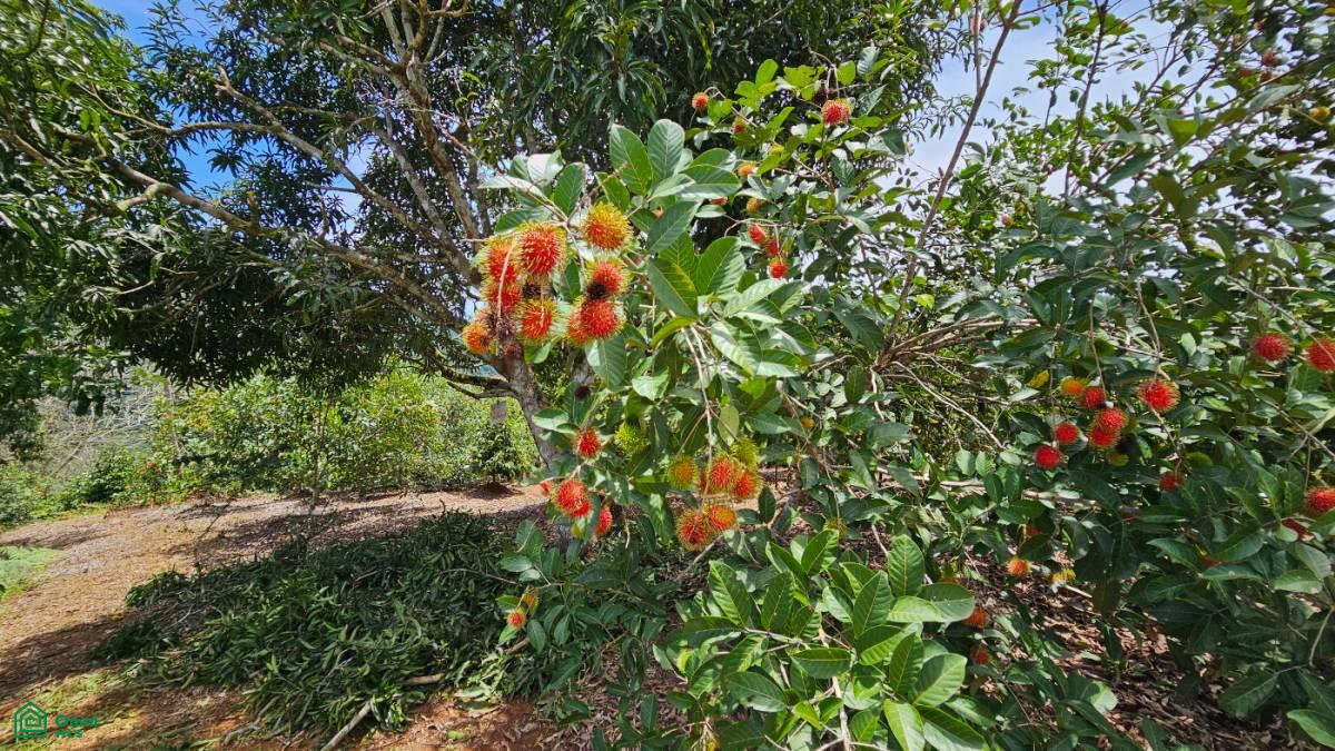 Finca Vida Orgánica , Barú, Perez Zeledon, San Jose