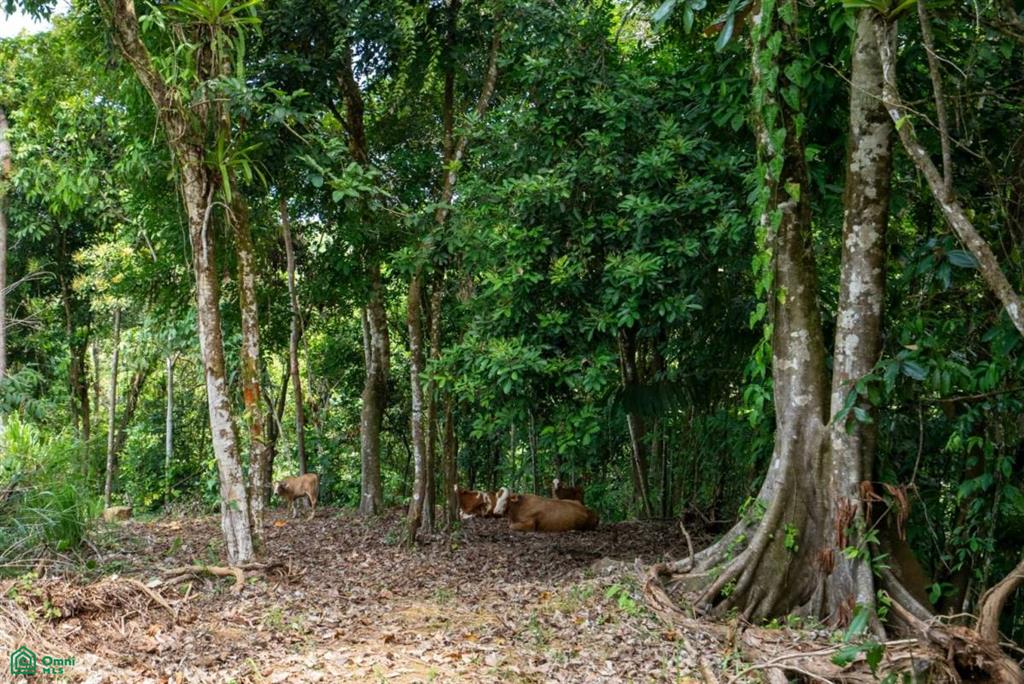 Finca Dos Bocas , Bahía Ballena, Osa, Puntarenas