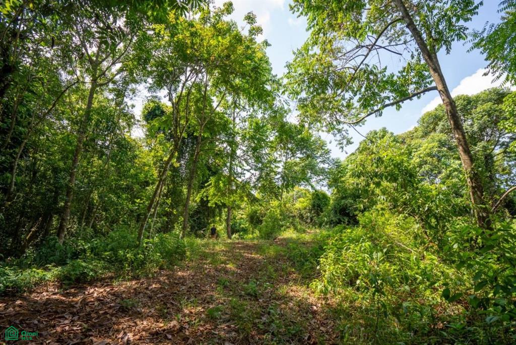 Finca Dos Bocas , Bahía Ballena, Osa, Puntarenas