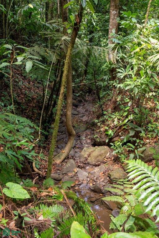 Finca Dos Bocas , Bahía Ballena, Osa, Puntarenas