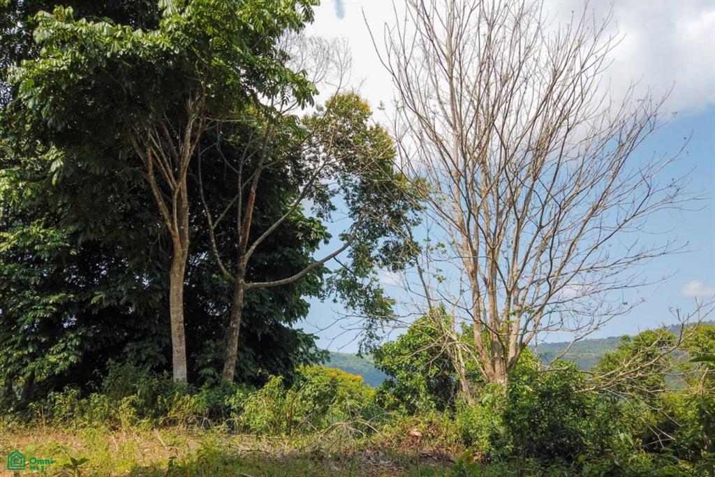 Finca Dos Bocas , Bahía Ballena, Osa, Puntarenas