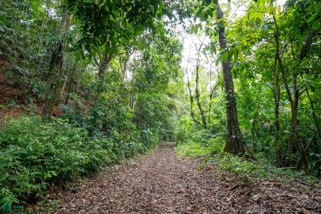 Finca Dos Bocas , Bahía Ballena, Osa, Puntarenas