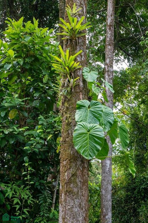 Finca Dos Bocas , Bahía Ballena, Osa, Puntarenas