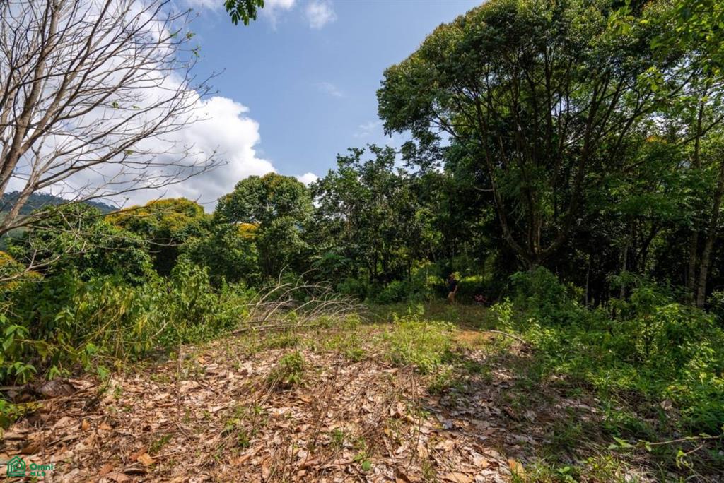 Finca Dos Bocas , Bahía Ballena, Osa, Puntarenas