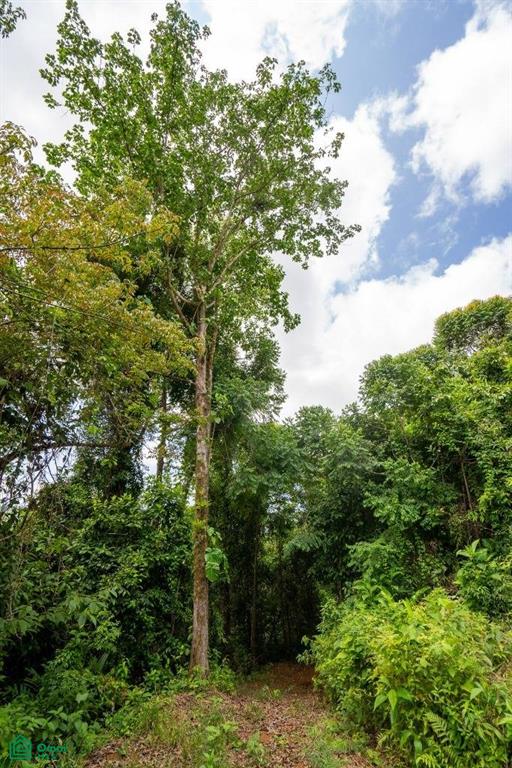 Finca Dos Bocas , Bahía Ballena, Osa, Puntarenas