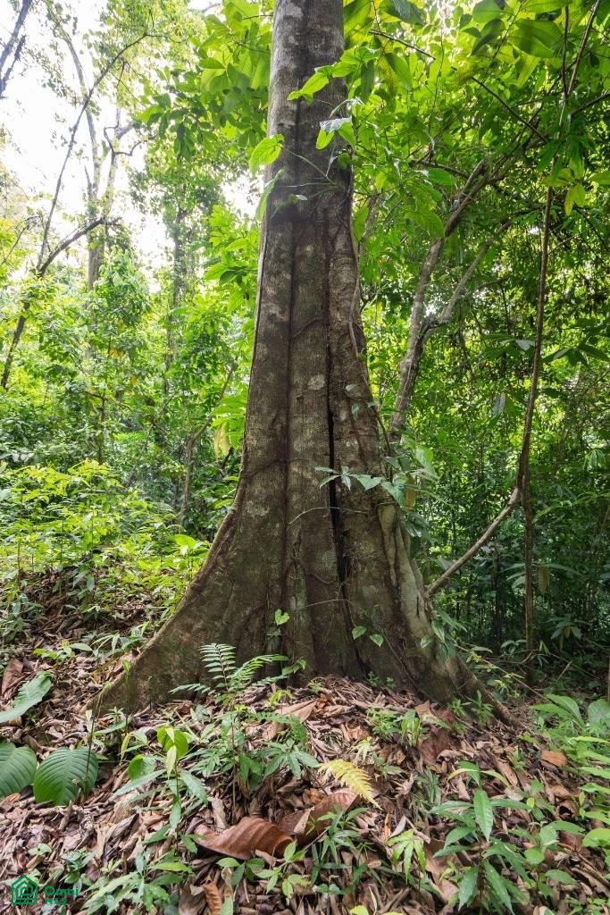 Finca Dos Bocas , Bahía Ballena, Osa, Puntarenas