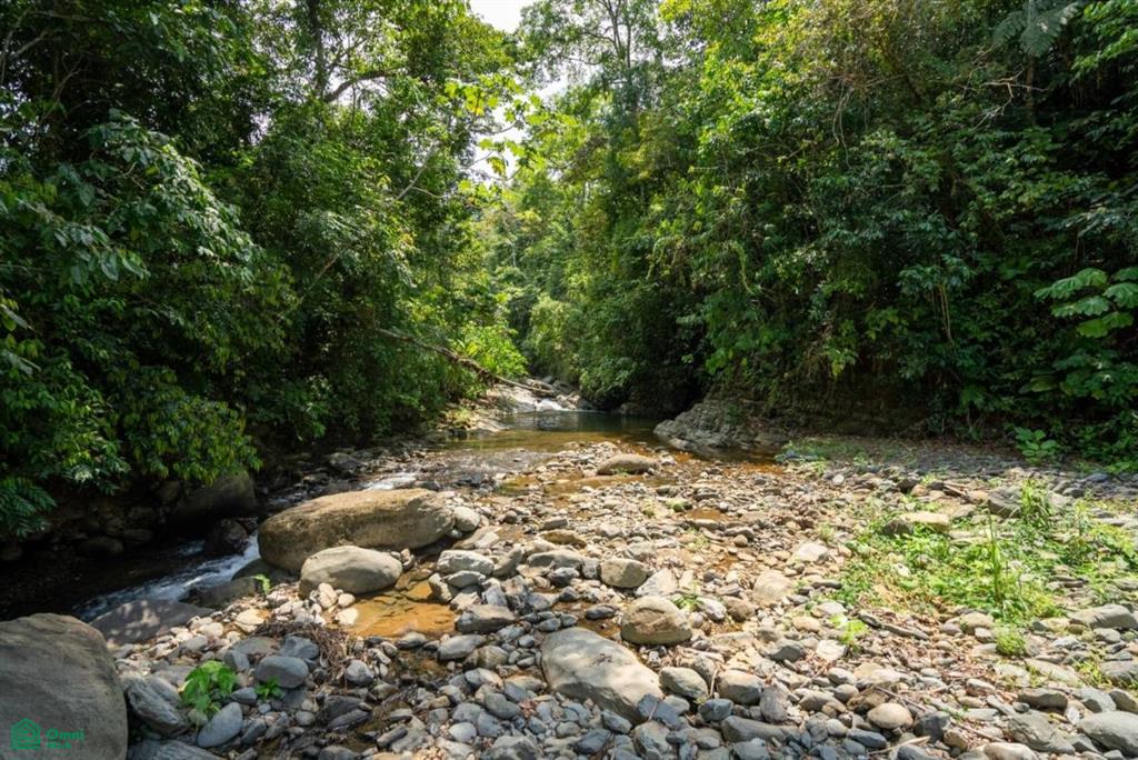 Finca Dos Bocas , Bahía Ballena, Osa, Puntarenas