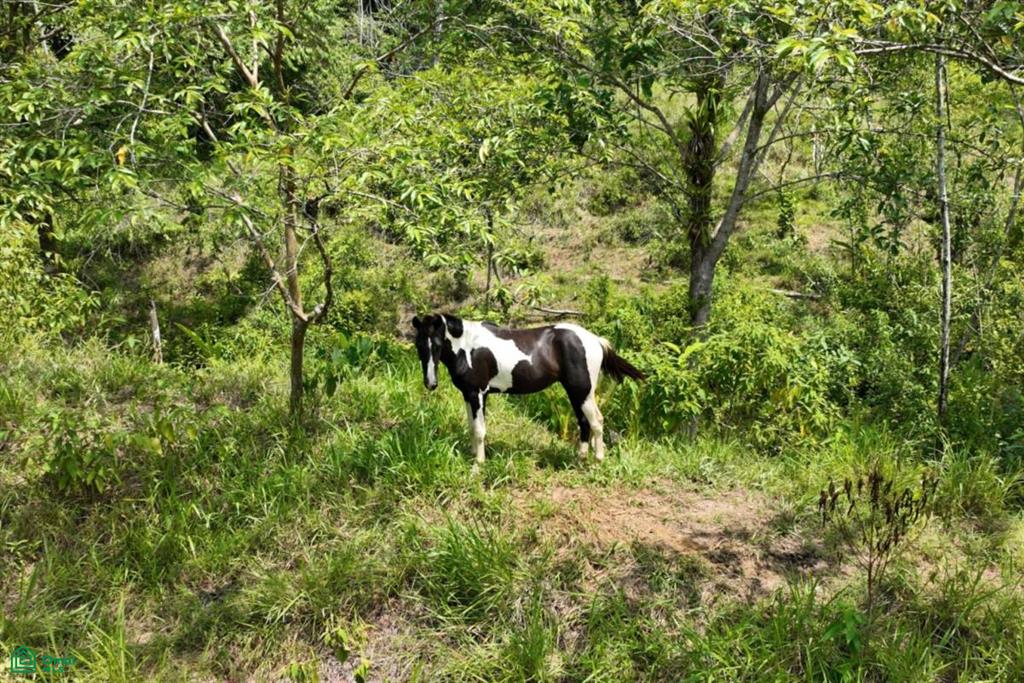 Finca Dos Bocas , Bahía Ballena, Osa, Puntarenas