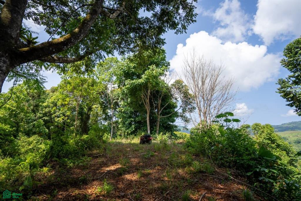 Finca Dos Bocas , Bahía Ballena, Osa, Puntarenas