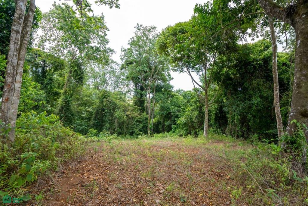 Finca Dos Bocas , Bahía Ballena, Osa, Puntarenas
