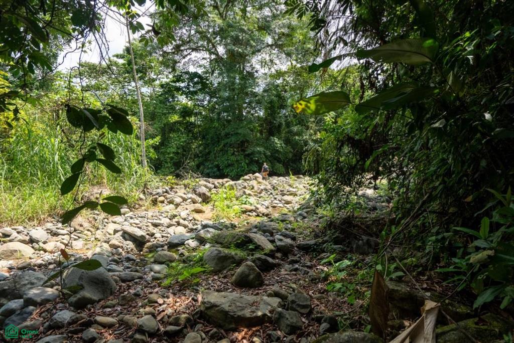 Finca Dos Bocas , Bahía Ballena, Osa, Puntarenas