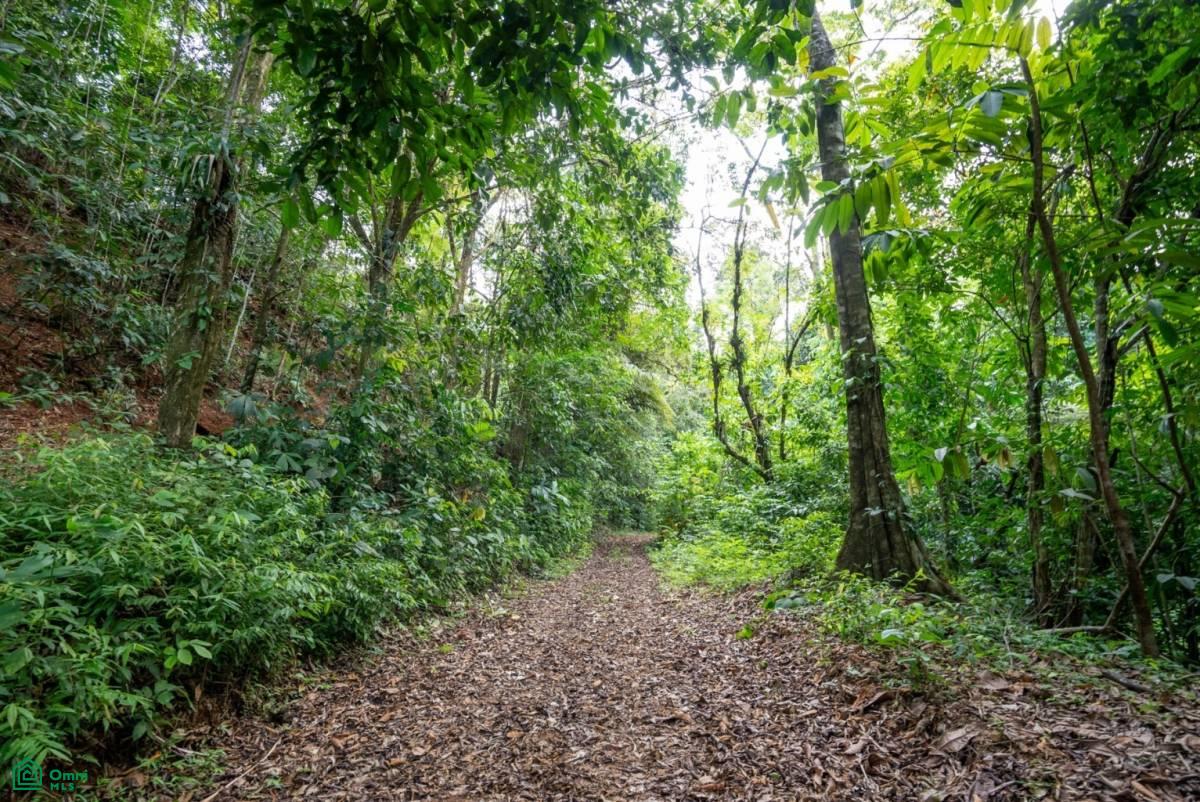 Finca Dos Bocas , Bahía Ballena, Osa, Puntarenas