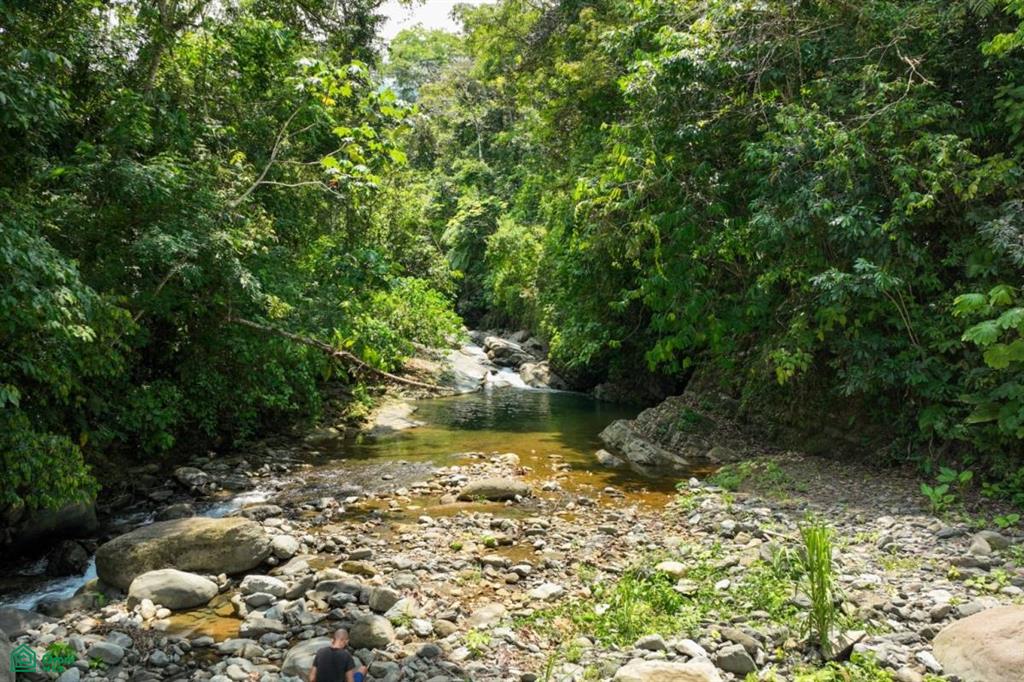 Finca Dos Bocas , Bahía Ballena, Osa, Puntarenas