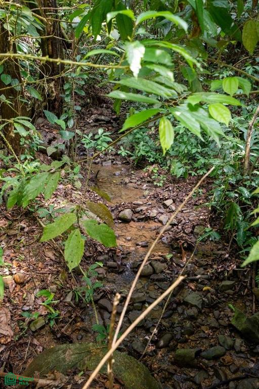 Finca Dos Bocas , Bahía Ballena, Osa, Puntarenas