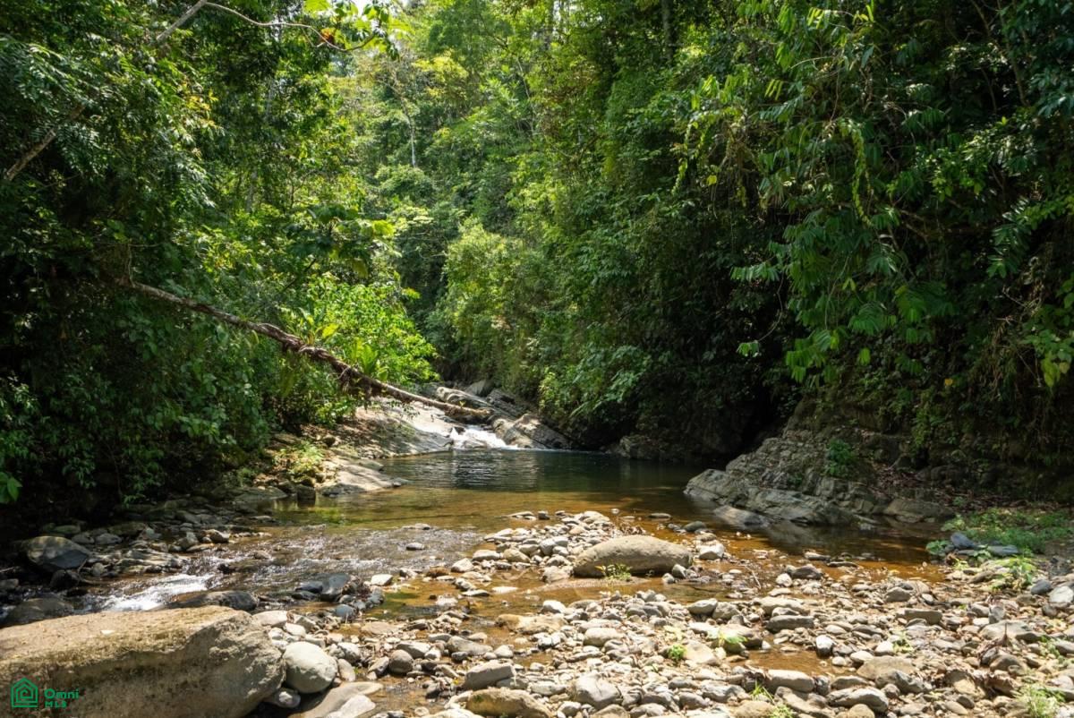 Finca Dos Bocas , Bahía Ballena, Osa, Puntarenas