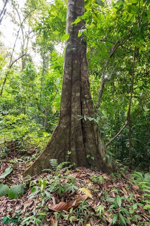 Finca Dos Bocas , Bahía Ballena, Osa, Puntarenas