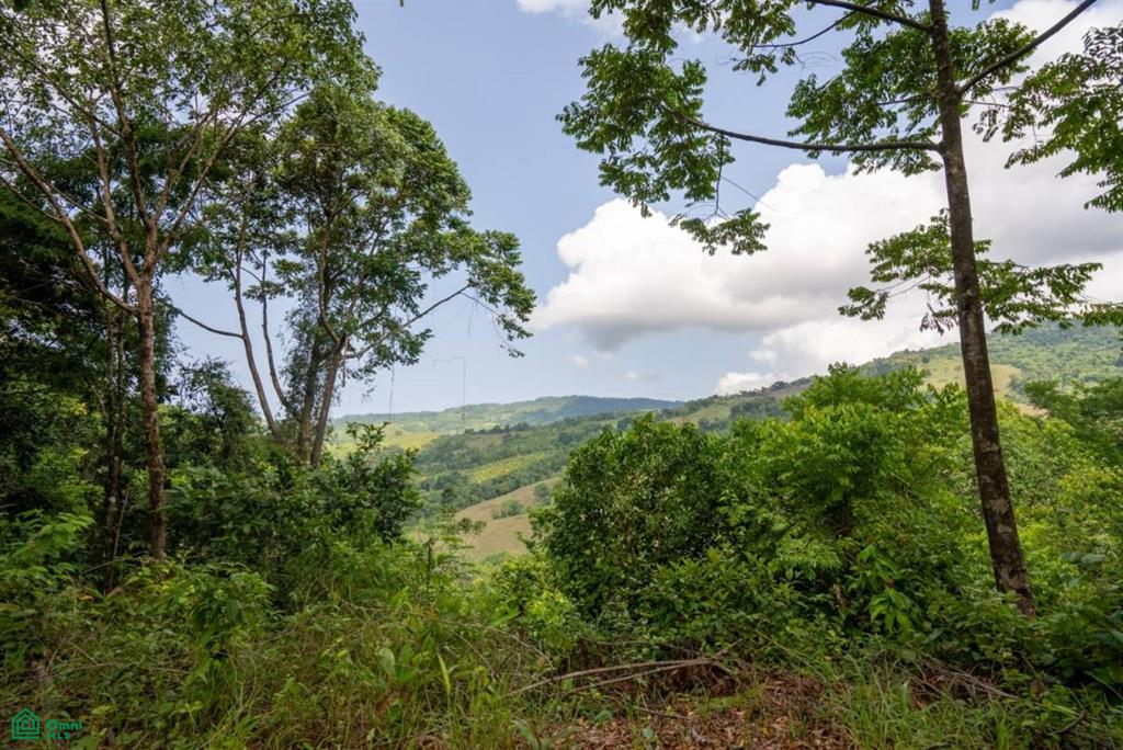 Finca Dos Bocas , Bahía Ballena, Osa, Puntarenas