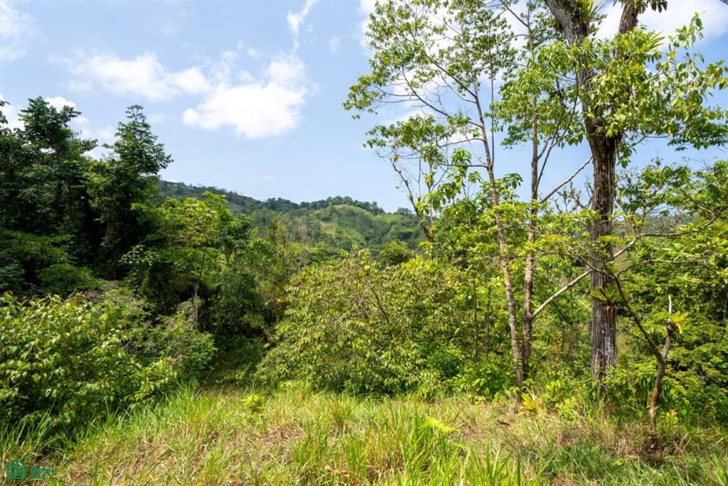 Finca Dos Bocas , Bahía Ballena, Osa, Puntarenas