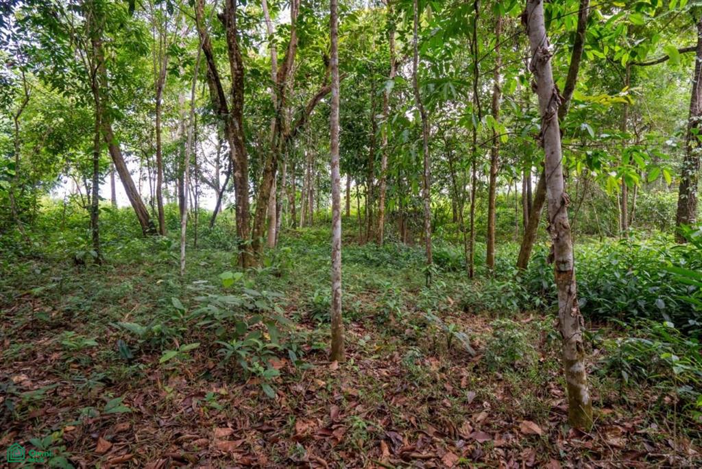 Finca Dos Bocas , Bahía Ballena, Osa, Puntarenas