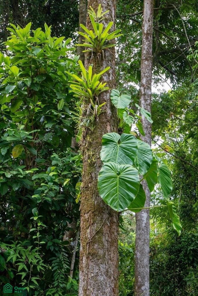 Finca Dos Bocas , Bahía Ballena, Osa, Puntarenas