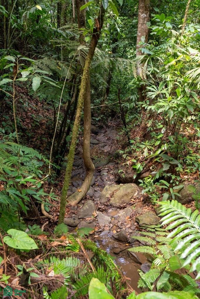 Finca Dos Bocas , Bahía Ballena, Osa, Puntarenas