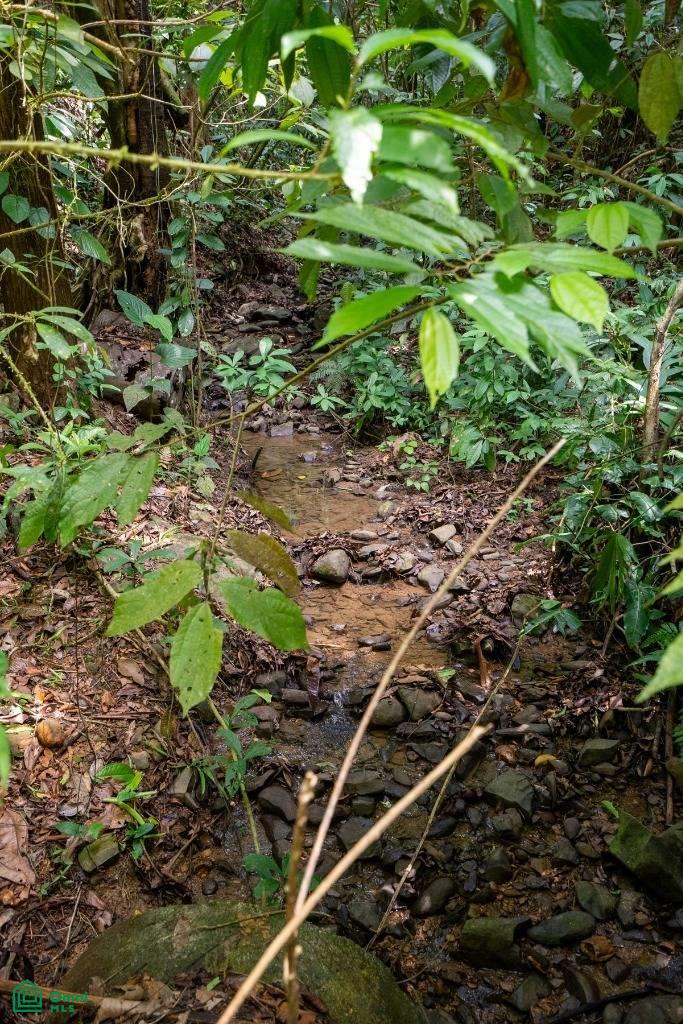 Finca Dos Bocas , Bahía Ballena, Osa, Puntarenas