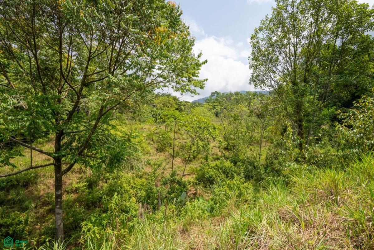 Finca Dos Bocas , Bahía Ballena, Osa, Puntarenas