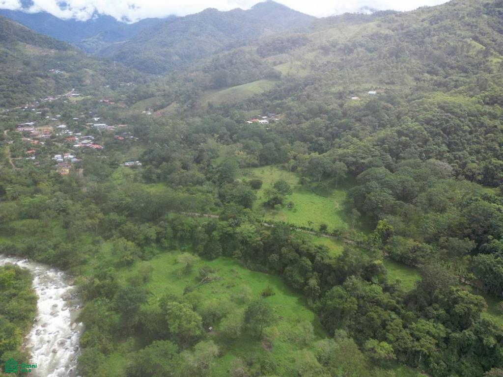 Quiet Grove Above the River , Rivas, Perez Zeledon, San Jose