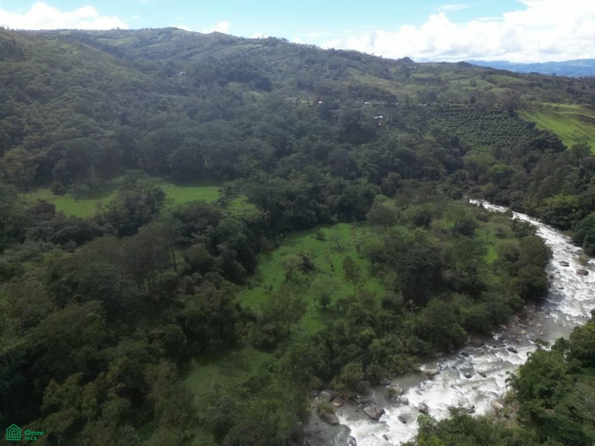 Quiet Grove Above the River , Rivas, Perez Zeledon, San Jose