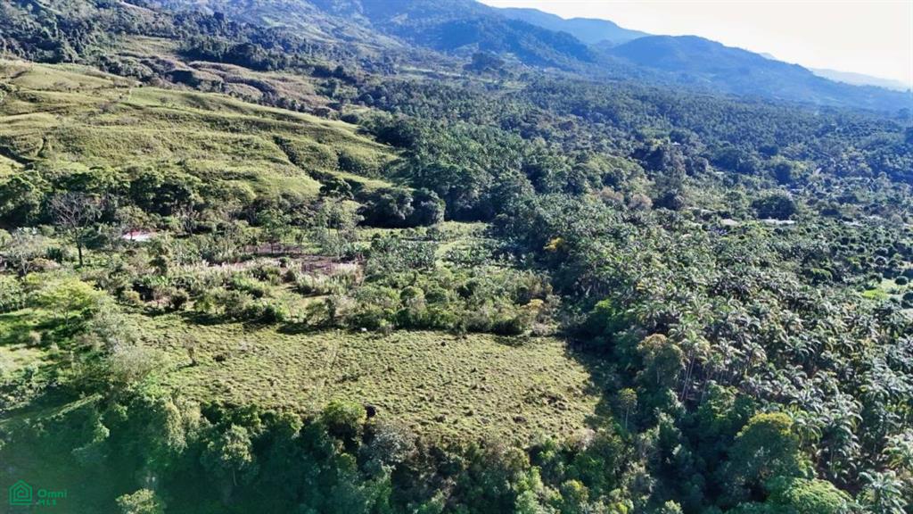 Finca Permavida , Cajón, Perez Zeledon, San Jose