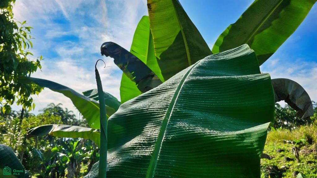 Finca Permavida , Cajón, Perez Zeledon, San Jose
