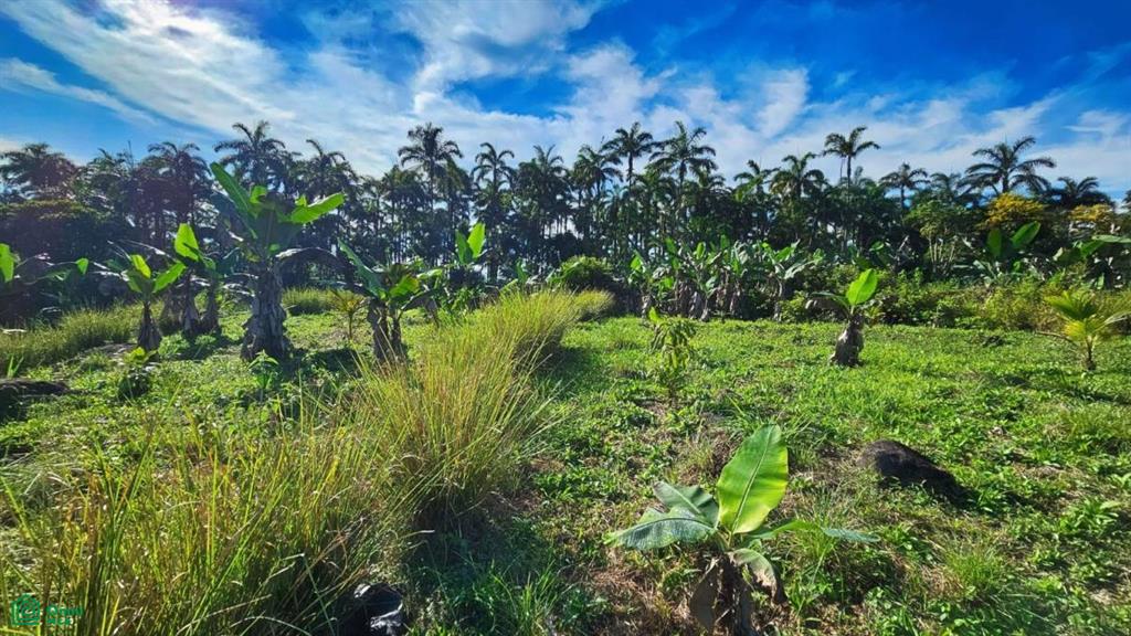 Finca Permavida , Cajón, Perez Zeledon, San Jose