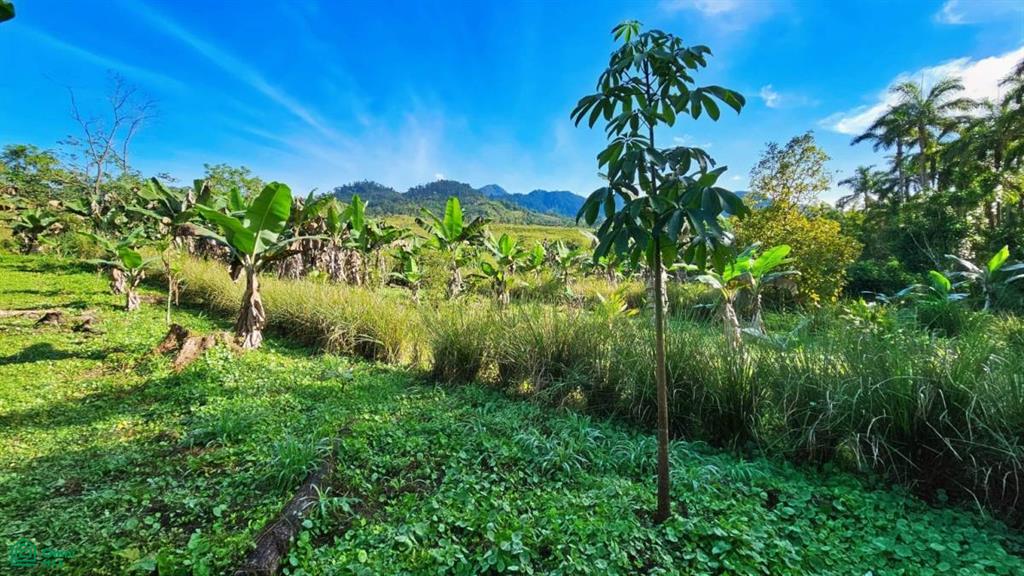 Finca Permavida , Cajón, Perez Zeledon, San Jose