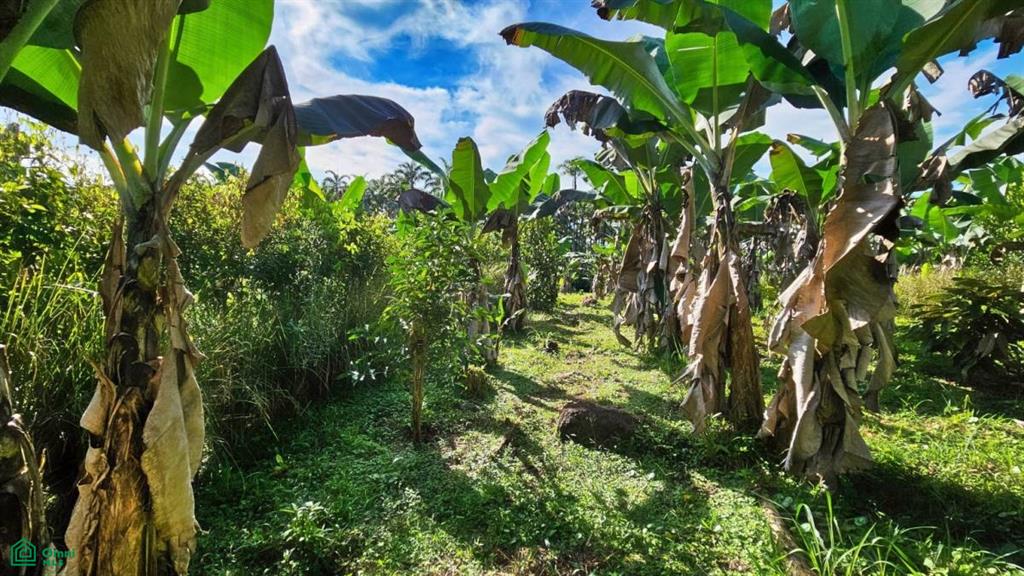 Finca Permavida , Cajón, Perez Zeledon, San Jose
