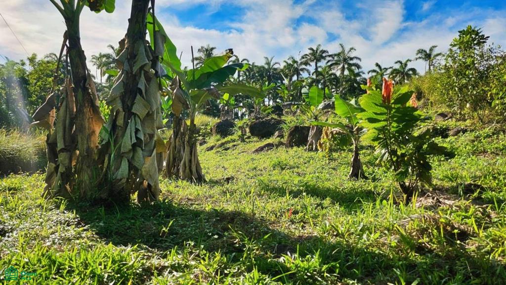 Finca Permavida , Cajón, Perez Zeledon, San Jose