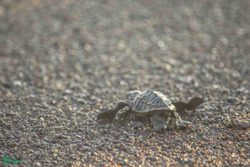 La Reserva Lot 4 / Playa Camaronal , Zapotal, Nandayure, Guanacaste