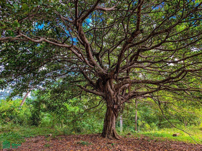 Finca Toro / , Huacas, Guanacaste