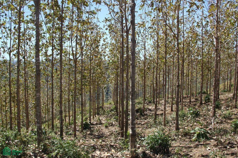 Finca Toro / , Huacas, Guanacaste