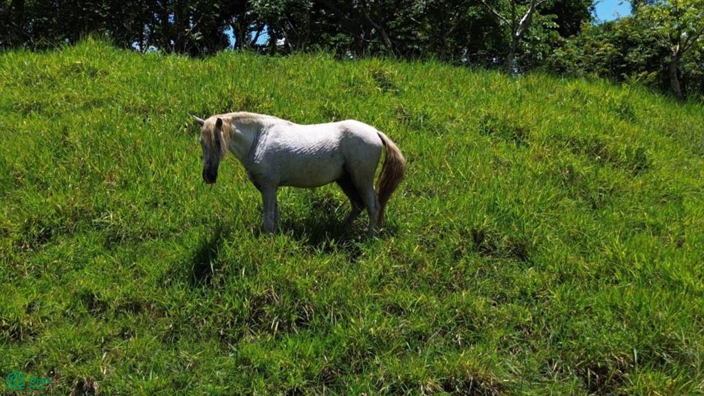 Finca Toro / , Huacas, Guanacaste