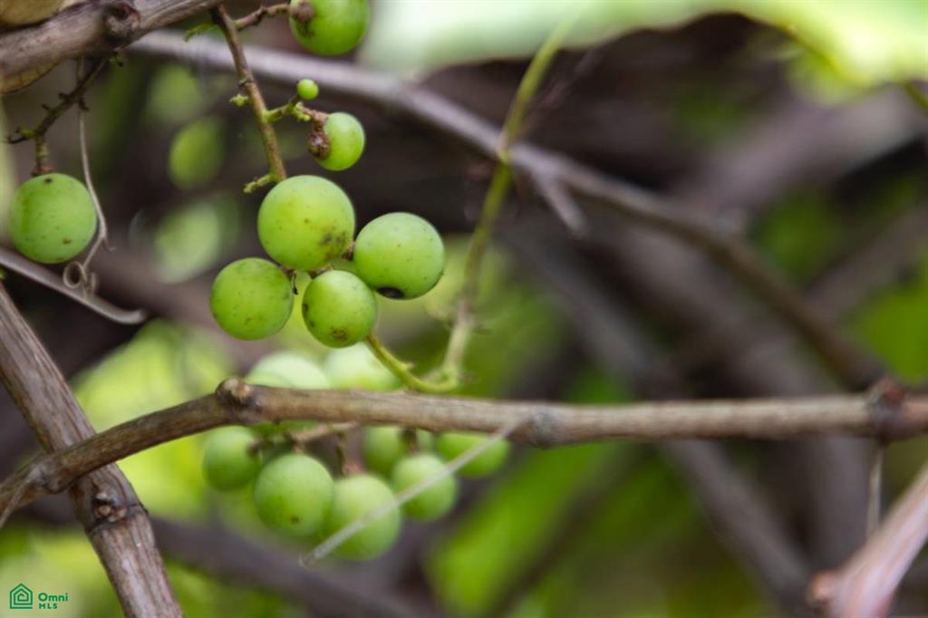 Harmonic Farms, Playa Camaronal , Zapotal, Nandayure, Guanacaste