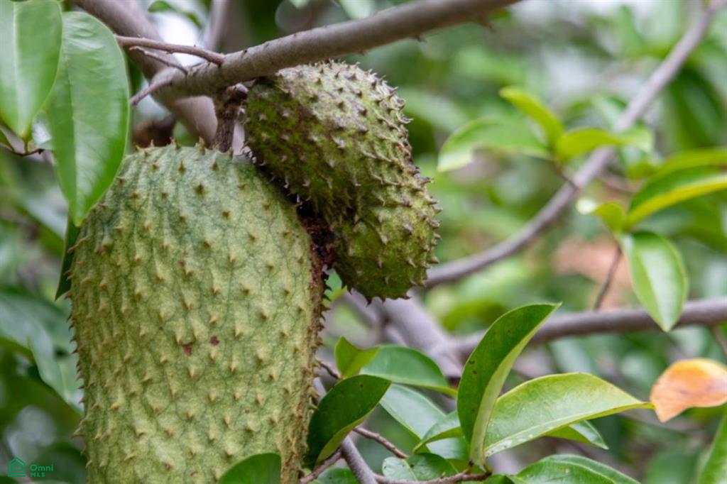 Harmonic Farms, Playa Camaronal , Zapotal, Nandayure, Guanacaste