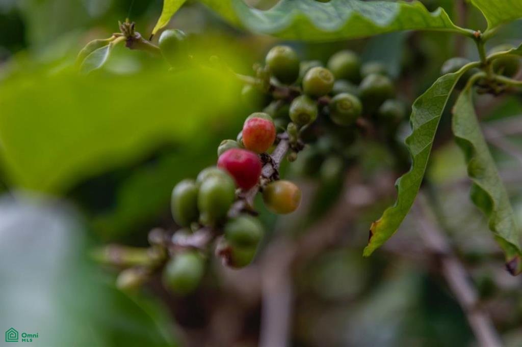 Harmonic Farms, Playa Camaronal , Zapotal, Nandayure, Guanacaste