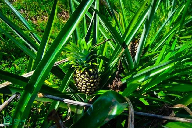 La Reserva Camaronal Lot 11 / Playa Camaronal , Zapotal, Nandayure, Guanacaste