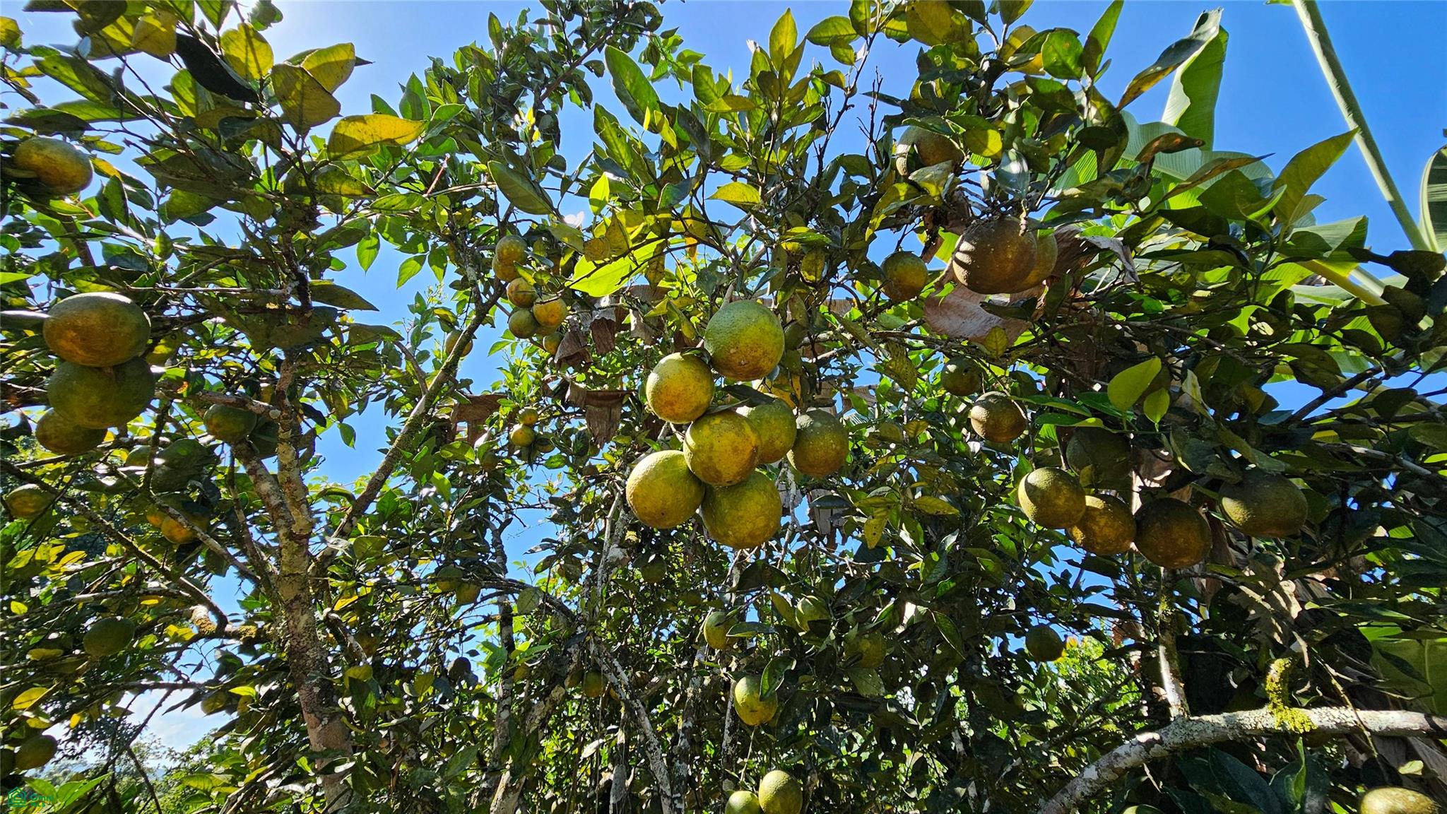 Thriving 6042m² Citrus Farm in Costa Rica , Cajón, Perez Zeledon, San Jose