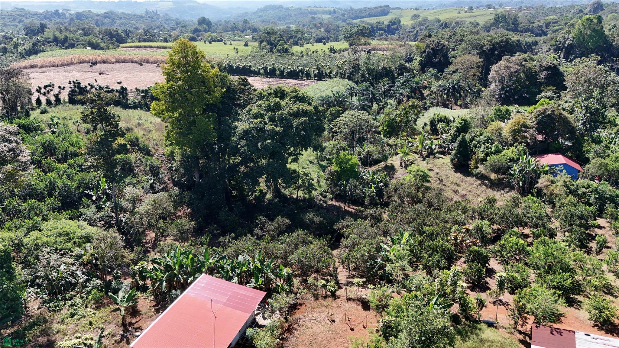 Thriving 6042m² Citrus Farm in Costa Rica , Cajón, Perez Zeledon, San Jose